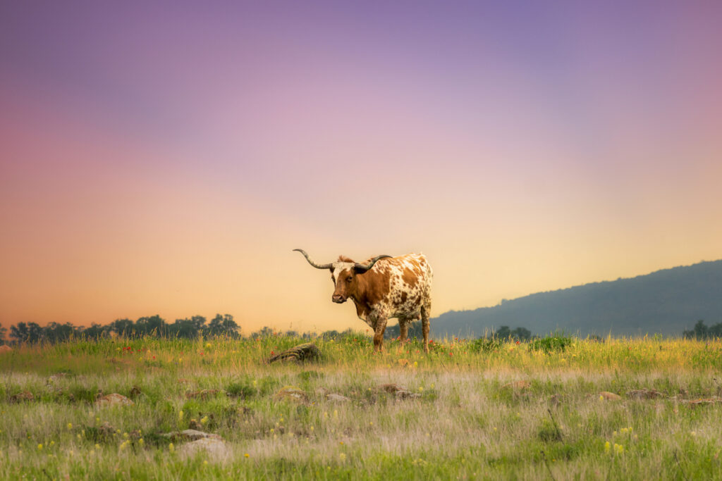 more politically charged facts about Texas