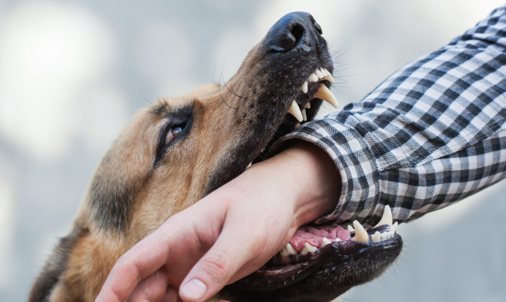 Florida’s Dog Bite Laws