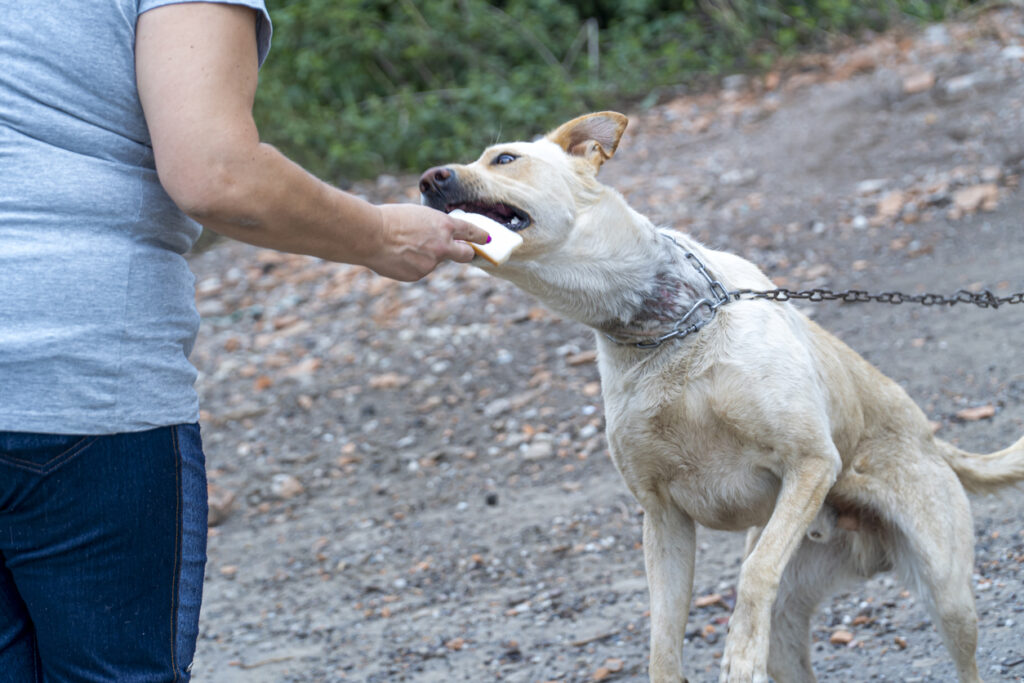 Parental Rights and Responsibilities Under Florida’s Dog Bite Laws