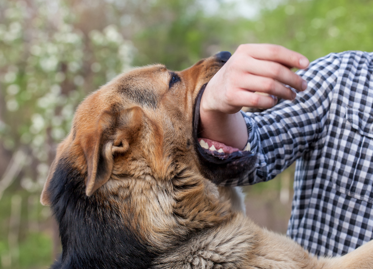 Understanding Florida’s Dog Bite Laws